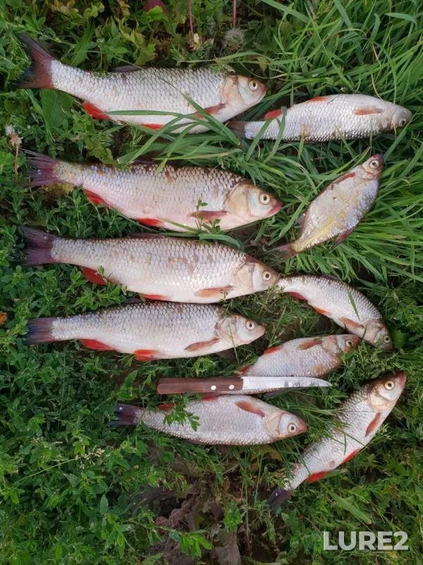 Ide, White bream — Don, Aug 11, 2019