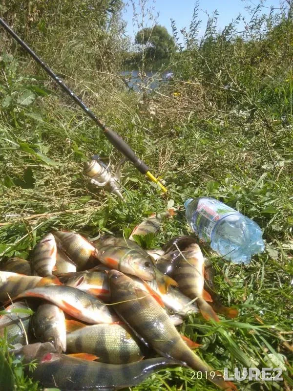 Perch — Svishnya, Aug 12, 2019