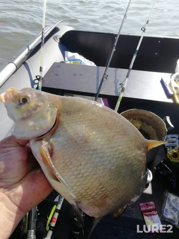 Bream — Akhtuba, Aug 13, 2019