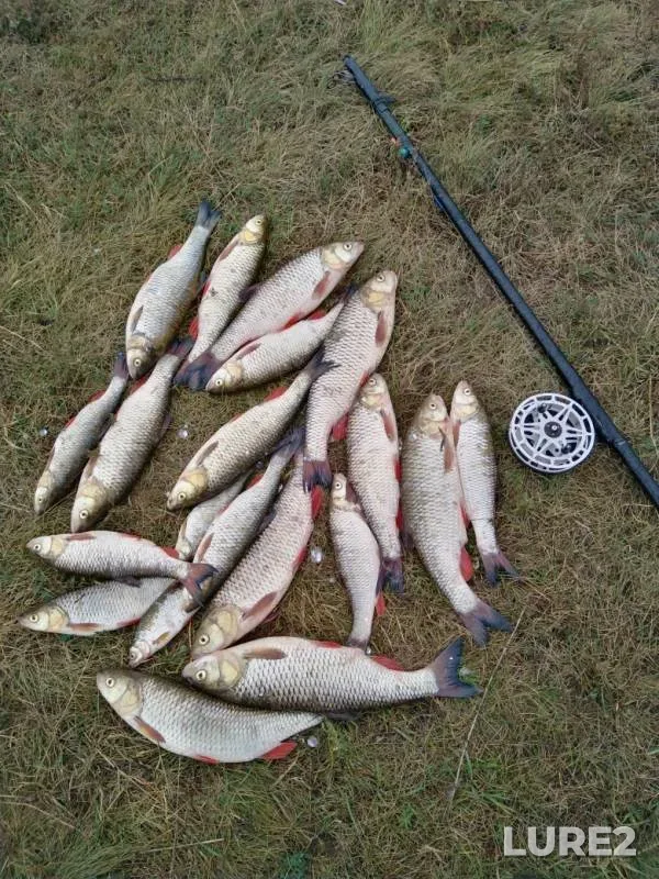 Chub — Bystraya Sosna, Aug 17, 2019