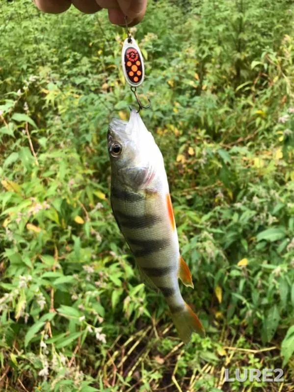 Perch, Pike — Lipetskaya oblast, Aug 18, 2019