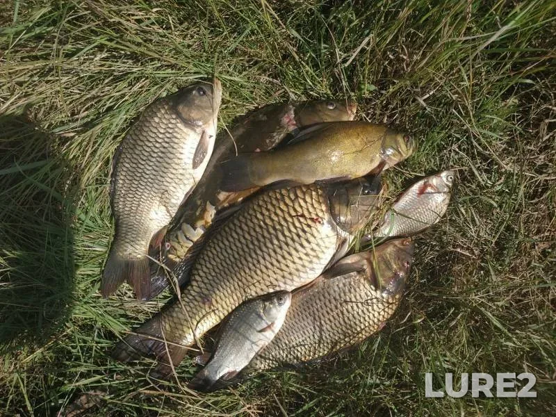 Carp, Crucian carp — Yelchik, Aug 24, 2019