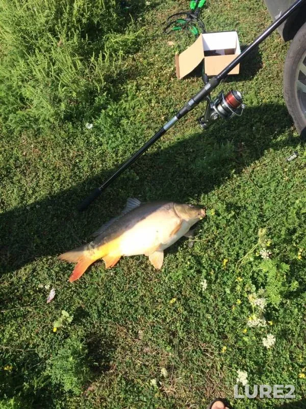 Carp — Shevchenkovskiy, Aug 25, 2019