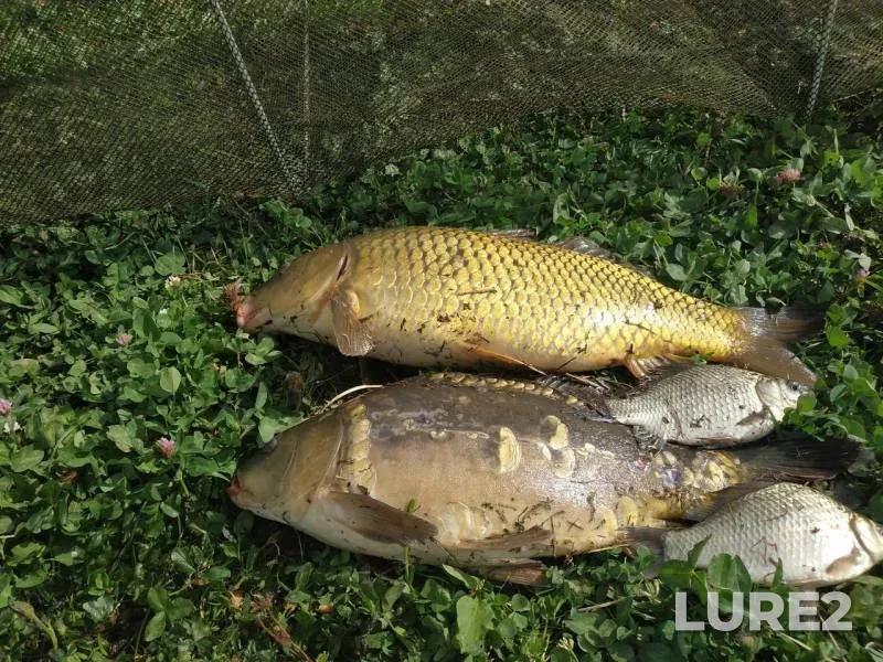 Carp, Crucian carp — Yelchik, Sep 02, 2019