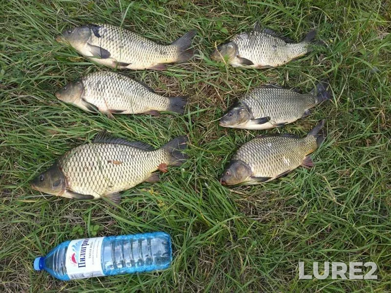 Carp — Lipetskaya oblast, Sep 04, 2019