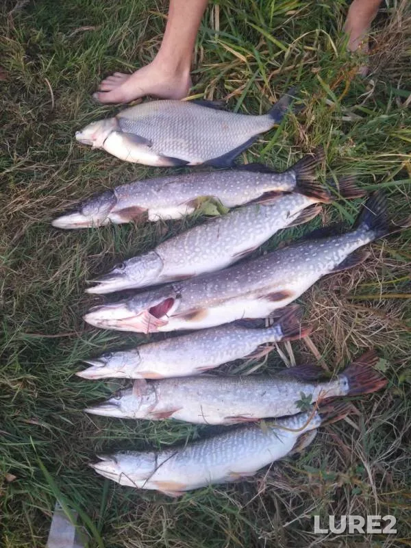 Bream, Pike — Don, Sep 08, 2019