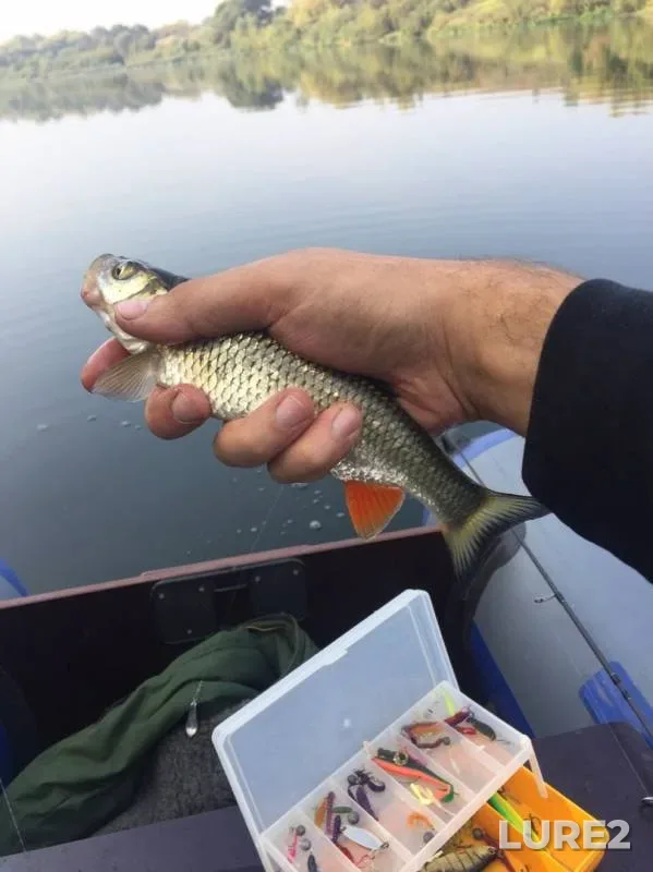 Asp, Chub — Bystraya Sosna, Sep 09, 2019