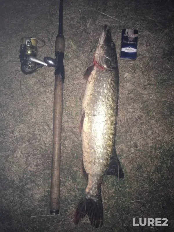 Pike — Bystraya Sosna, Sep 17, 2019