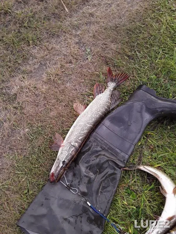 Pike — Bystraya Sosna, Sep 21, 2019