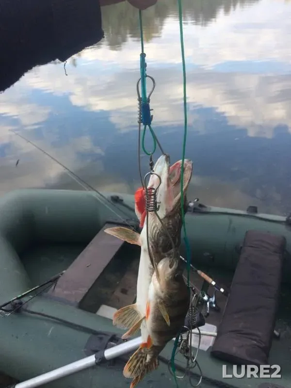 Perch, Pike — Don, Sep 29, 2019