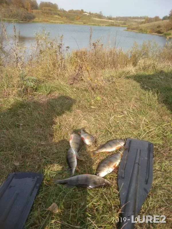 Perch — Lipetskaya oblast, Oct 05, 2019
