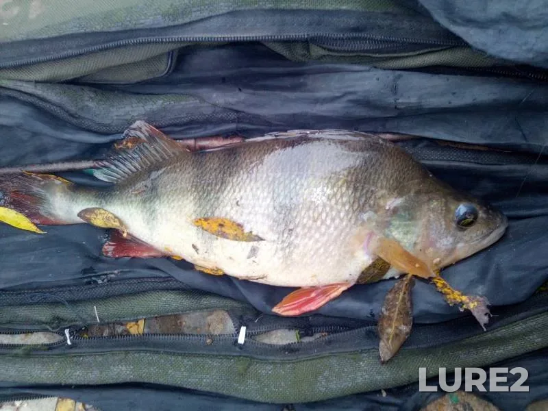 Perch — Bystraya Sosna, Oct 07, 2019