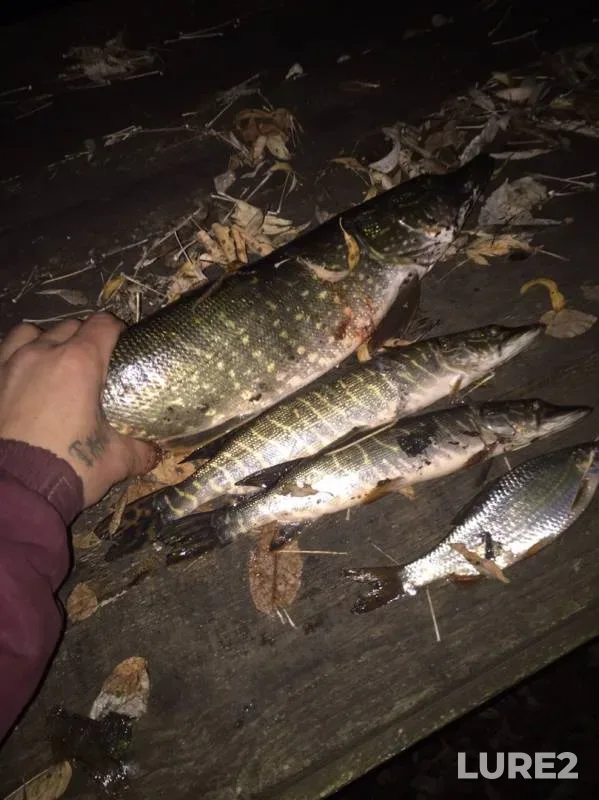 Pike, Roach — Bolnaya Chernava, Oct 21, 2019