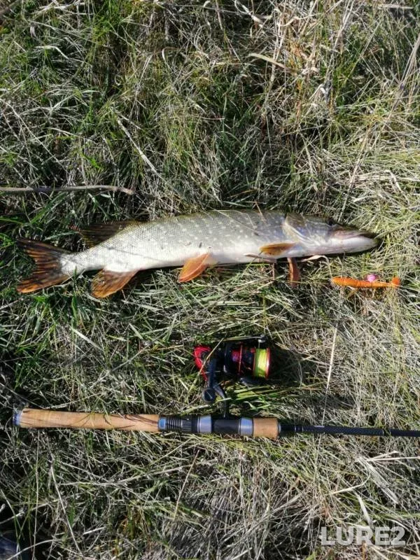 Pike — Voronezh, Nov 01, 2019