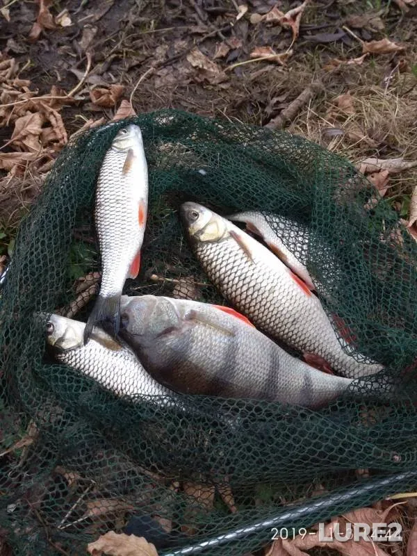 Chub, Perch — Bystraya Sosna, Nov 04, 2019