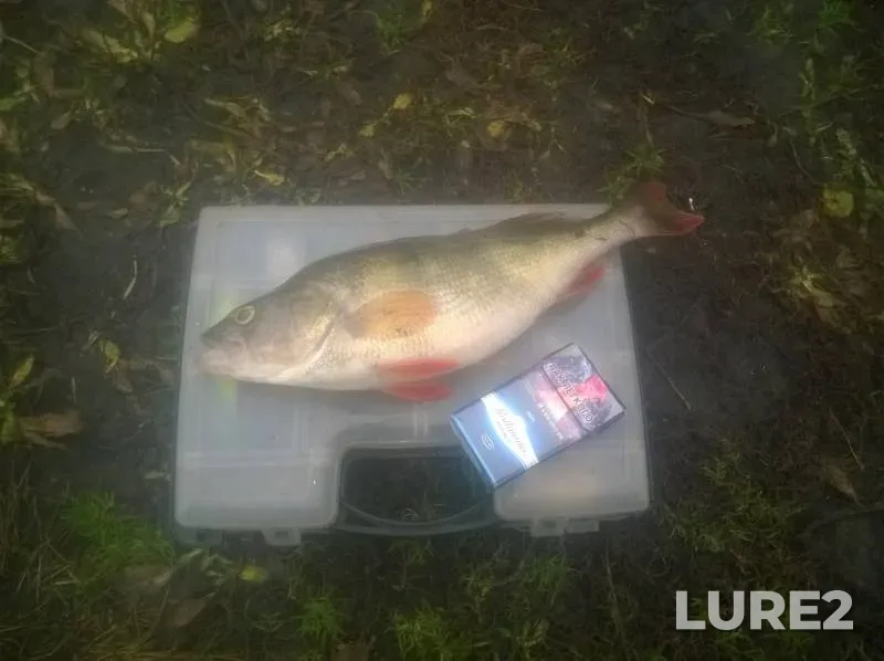 Perch — Voronezh, Nov 10, 2019