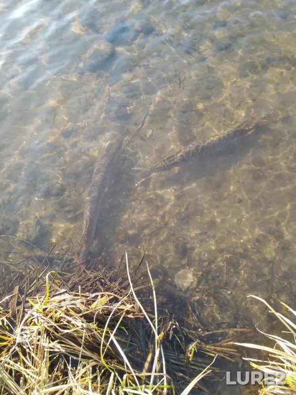 Pike — Bystraya Sosna, Nov 14, 2019