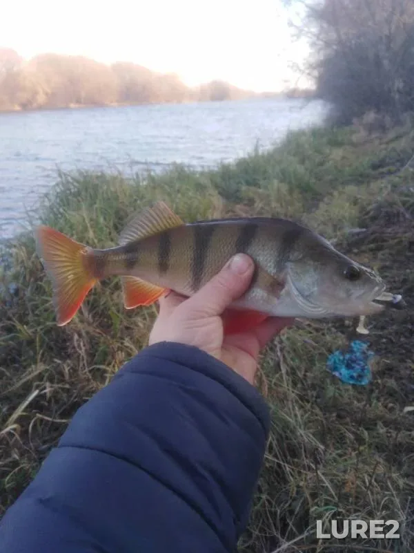 Perch — Don, Nov 15, 2019