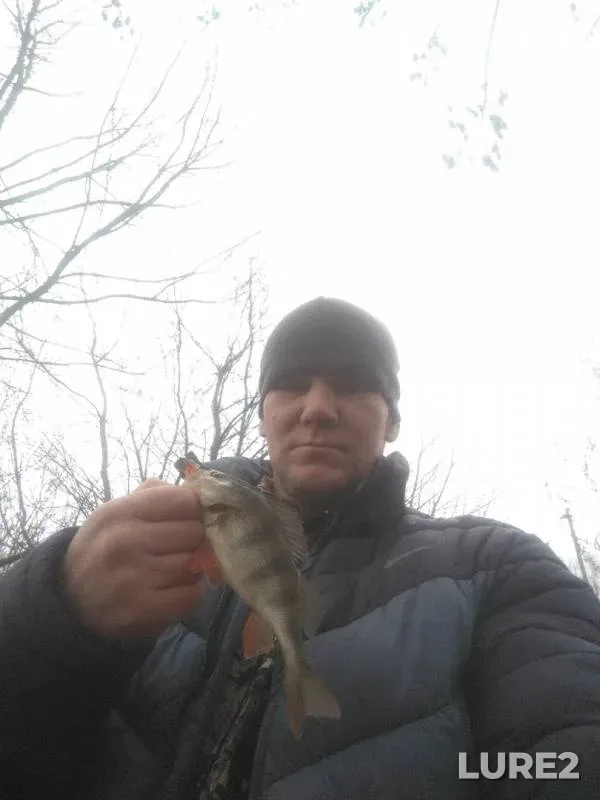 Perch — Don, Nov 16, 2019