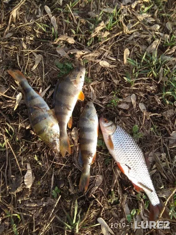Perch, Roach — Bystraya Sosna, Nov 16, 2019