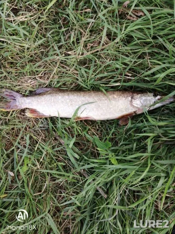 Pike, Zander — Bystraya Sosna, Nov 16, 2019