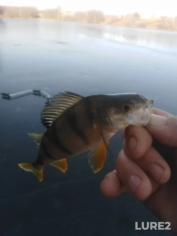 Perch — Don, Nov 25, 2019