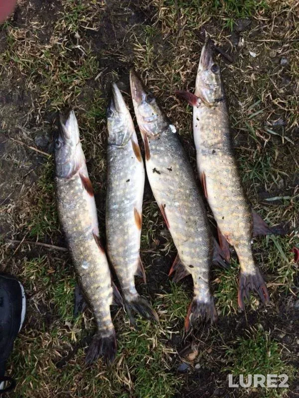 Perch, Pike — Itkul, May 08, 2015