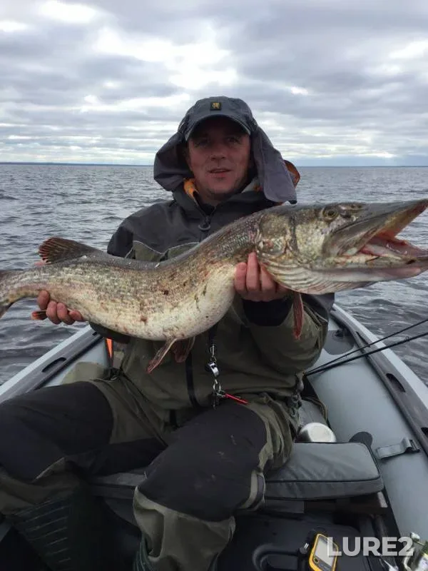 Pike — Leningradskaya oblast, Kirovskiy rayon, Sep 27, 2017