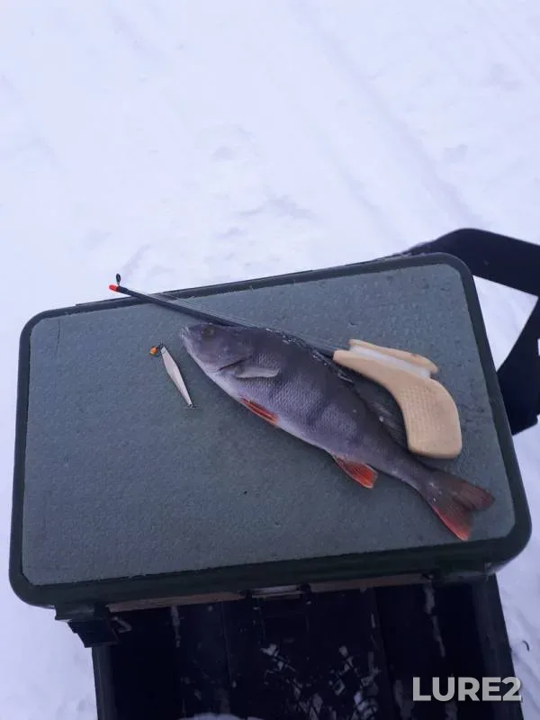 Perch — Novoladozhskiy kanal, Dec 24, 2017