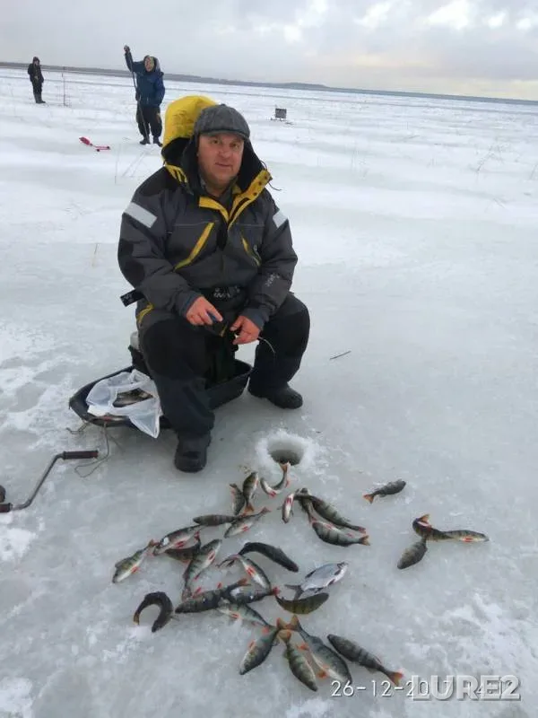 Perch — Novoladozhskiy kanal, Dec 26, 2017