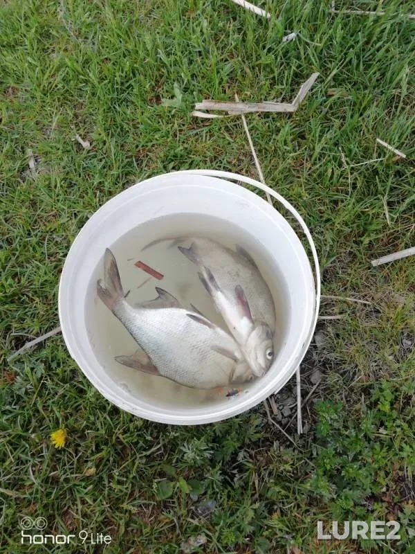Bream — Polikarpov, Jun 01, 2019