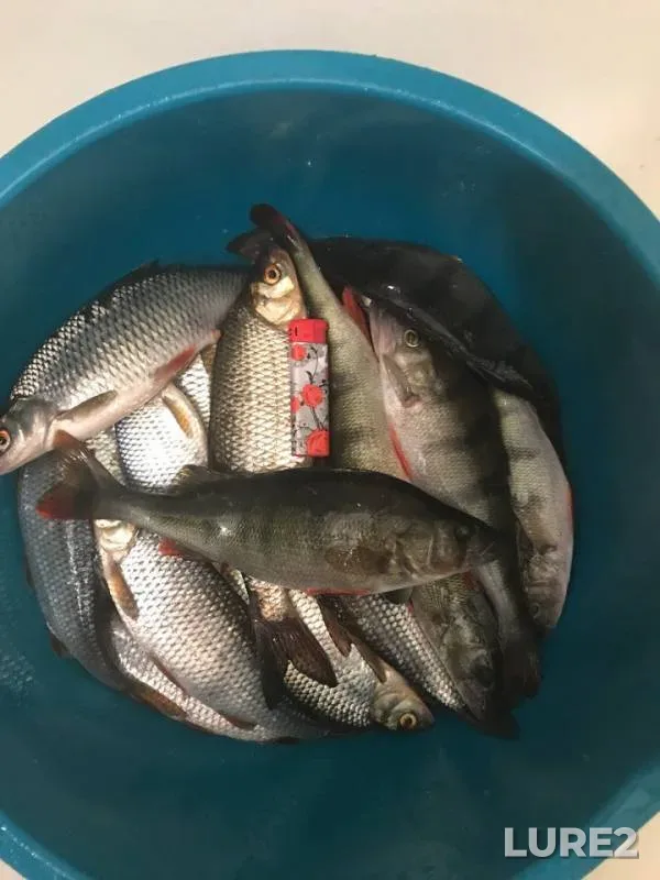 Perch, Roach — Leningradskaya oblast, Kirovskiy rayon, Jan 23, 2018