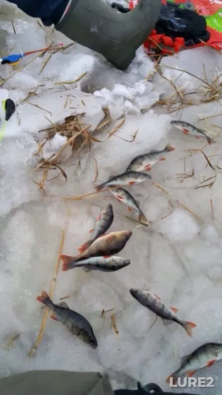 Perch — Kosopasha, Jan 28, 2018