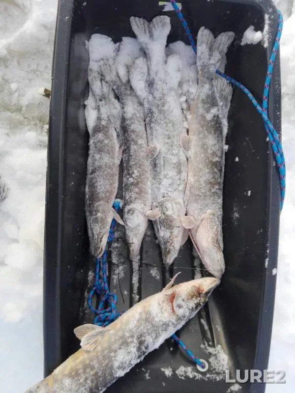 Pike — Ladbozero, Feb 06, 2018