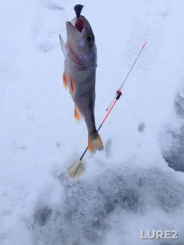 Perch — Otradnoye, Feb 10, 2018