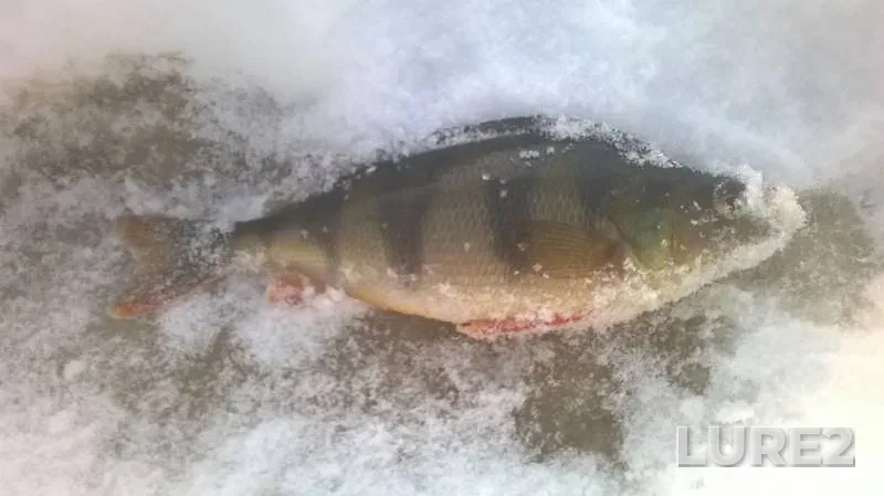 Perch — Glukhoye, Feb 23, 2018