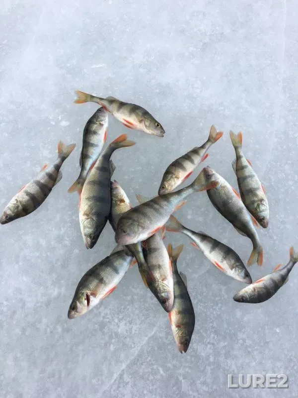 Perch — Lipovskoye, Mar 18, 2018
