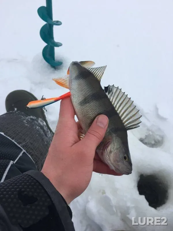 Perch — Lipovskoye, Mar 24, 2018