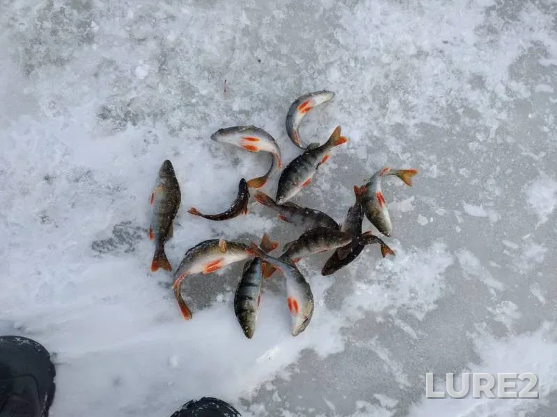 Perch — Leningradskaya oblast, Volkhovskiy rayon, Mar 29, 2018