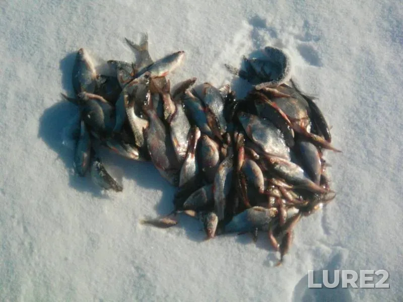 Bream, Roach — Krasnogvardeyskoye, Mar 29, 2018