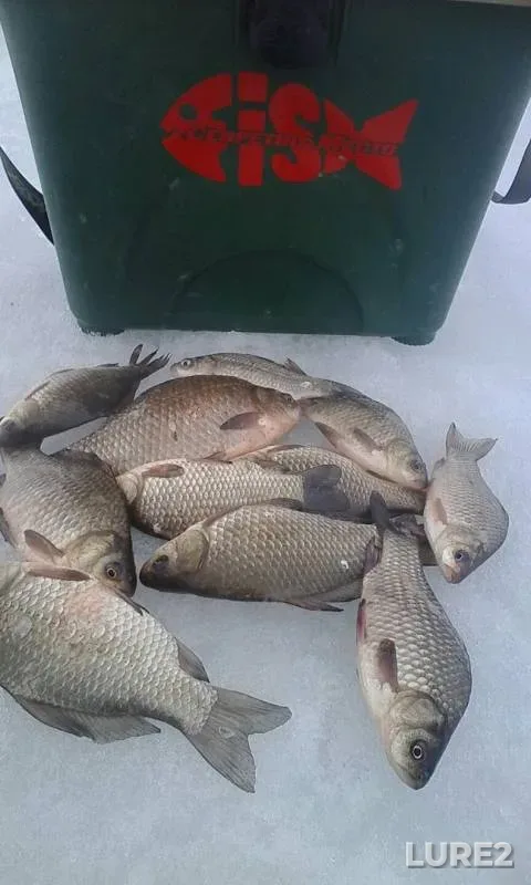 Crucian carp — Bryn, Apr 04, 2018