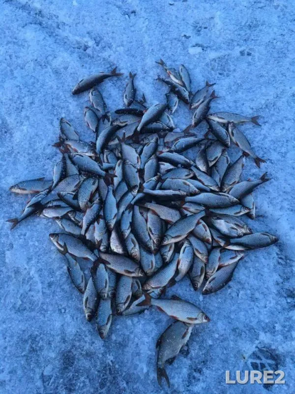 Bream, Roach — Voronezhka, Apr 07, 2018