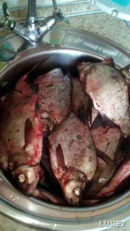 Bream — Zlatynka, Aug 02, 2018