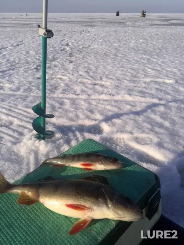 Perch — Leningradskaya oblast, Kirovskiy rayon, Feb 16, 2019