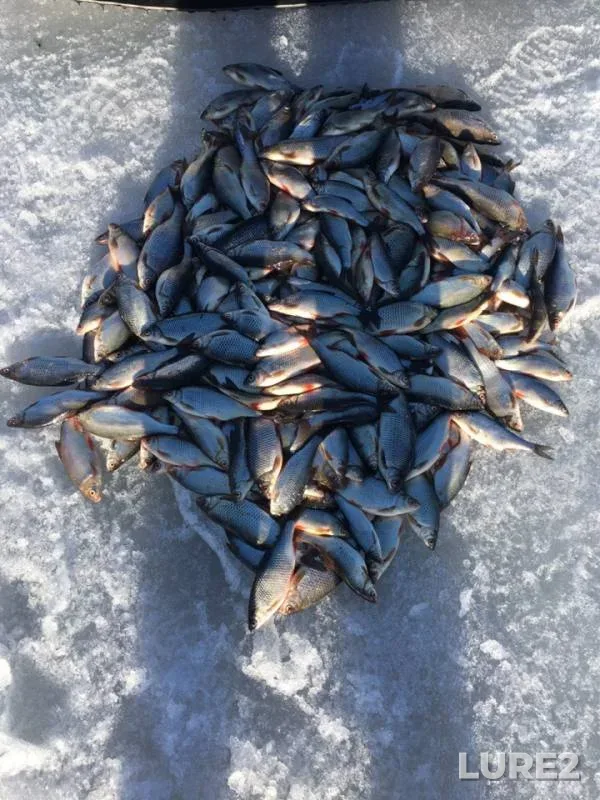 Roach — Leningradskaya oblast, Kirovskiy rayon, Mar 26, 2019