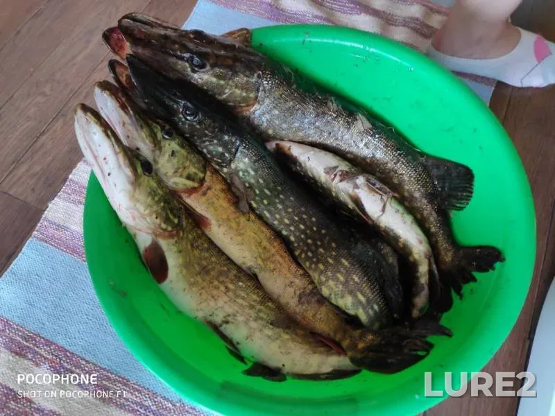 Pike — Malyy Ivan, May 06, 2019