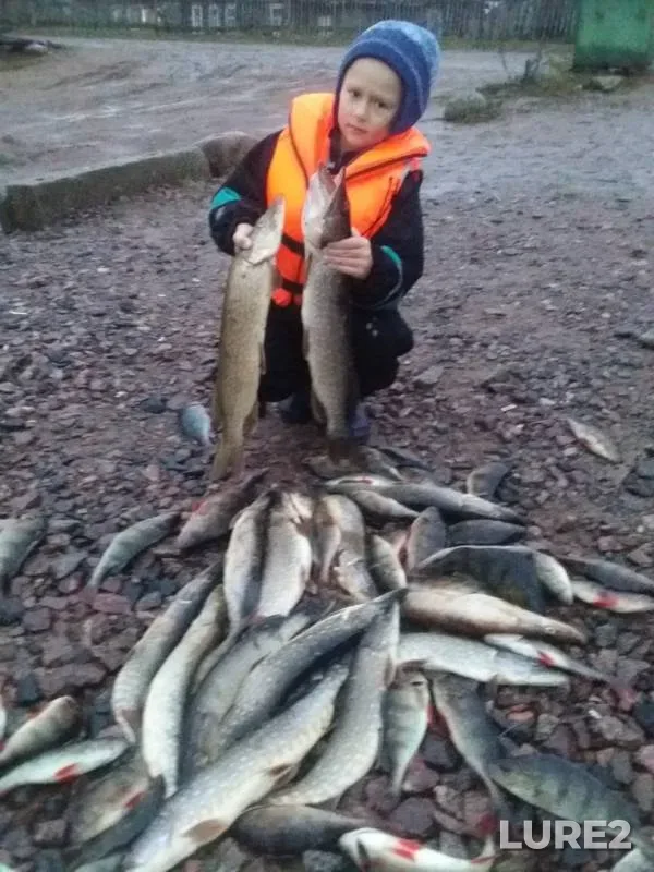 Perch, Pike — Kosopasha, Nov 10, 2019