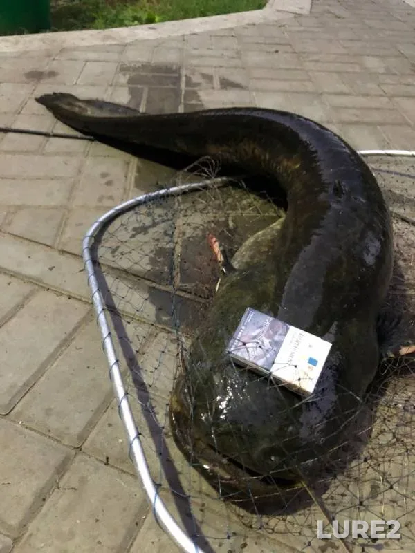 Wels catfish — Belgorodskaya oblast, Aug 07, 2018