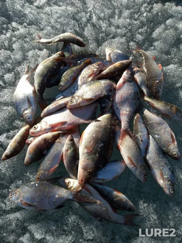 Bream, Perch — Irtysh, Apr 07, 2019