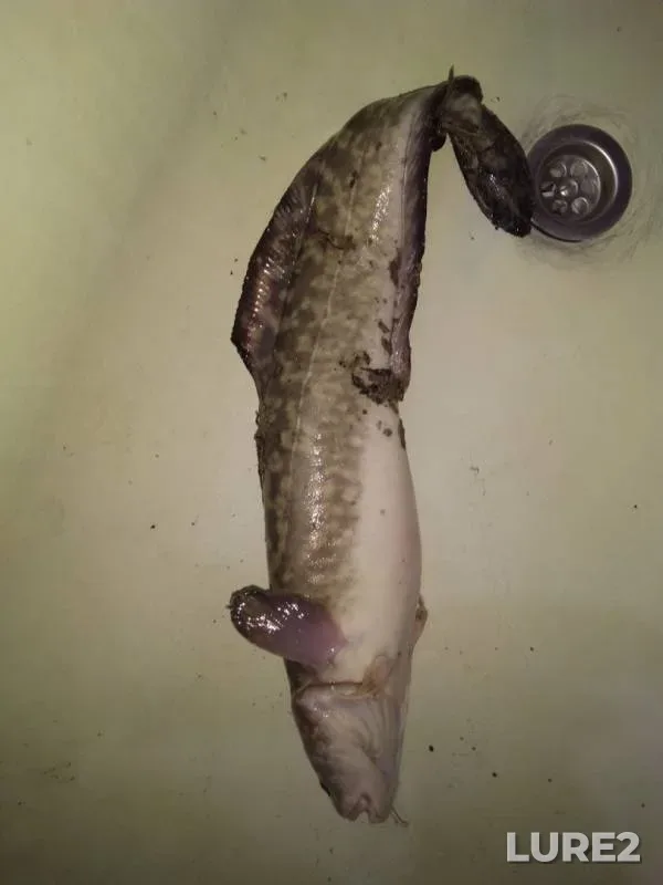 Burbot — Om, Apr 06, 2019